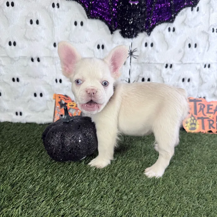 Male Fluffy French Bulldog puppy named Caine for sale at Puppy Dreams - Carrollton.