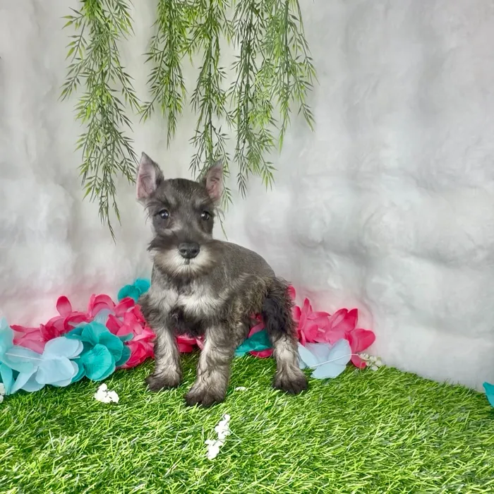 Female Mini Schnauzer puppy named Sundae for sale at Puppy Dreams - Denton.