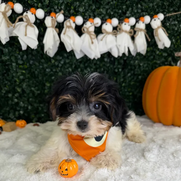 Male Yorkie puppy named Gus for sale at Puppy Dreams - Garland.