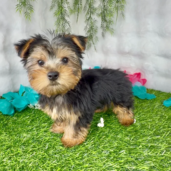 Male Yorkie puppy named Gumdrop for sale at Puppy Dreams - Denton.