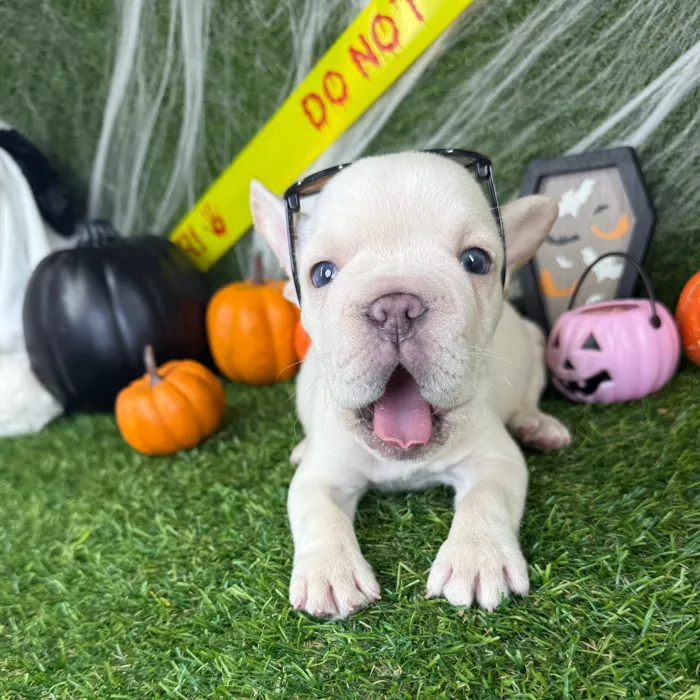 Male French Bulldog puppy named Waffles for sale at Puppy Dreams - Arlington.
